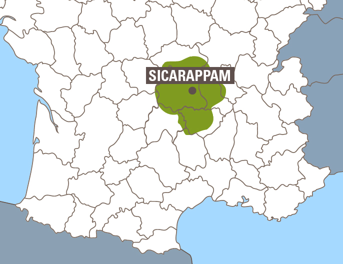 Carte coopÃ©rative Sicarappam Massif Centrale - Infusion menthe poivrÃ©e bio
